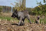 BOUVIER DES ARDENNES 286